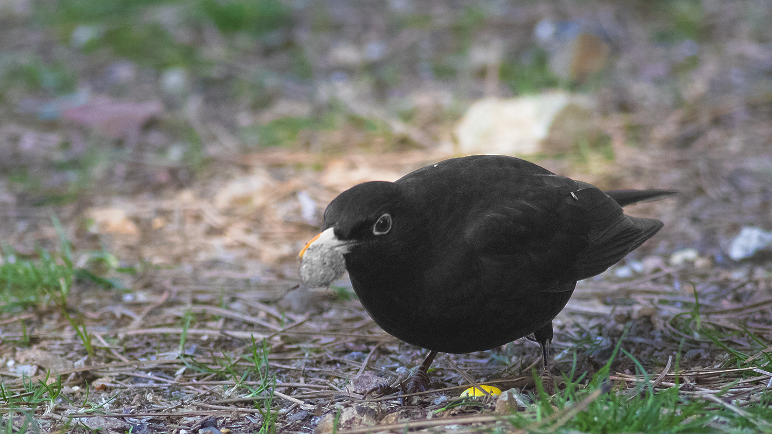Eurasian Blackbird